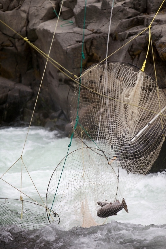 vallen, Chinook, zalm, traditionele, duik, netten