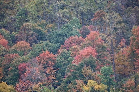 caída, colores, otoño, árboles