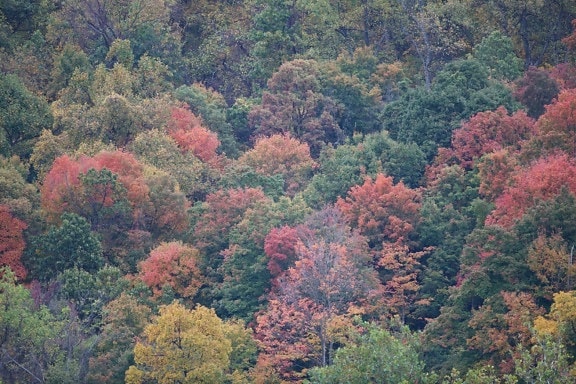 podzim, barvy, Harpers, trajekt, národní park