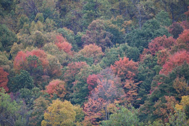 podzim, barvy, Harpers, trajekt, národní park