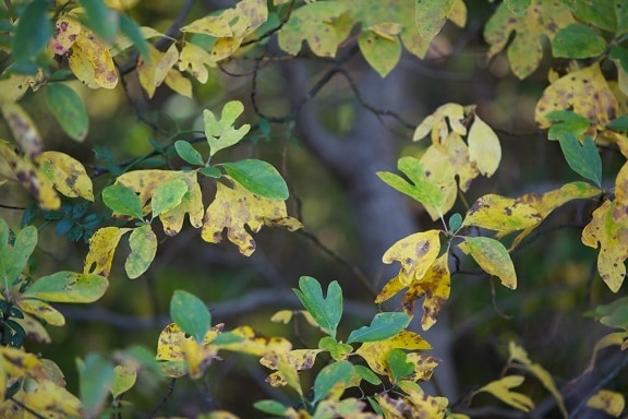 podzim, Sassafrass, listí, rostlinné
