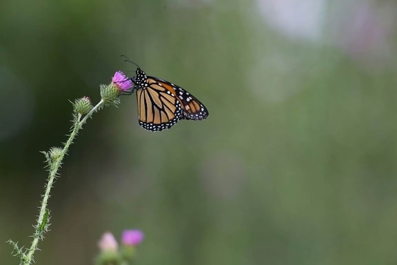 insecte, papillon monarque, au repos, le chardon