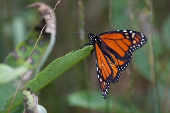 Monarch motýl, hmyz, milkweed