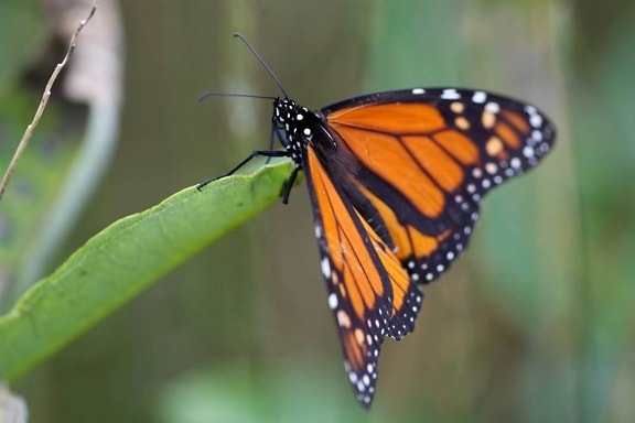 монарха пеперуда, почивка, листа