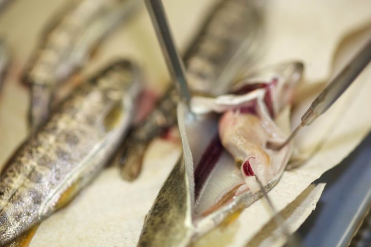 fisk, hälsa, DNA, testning