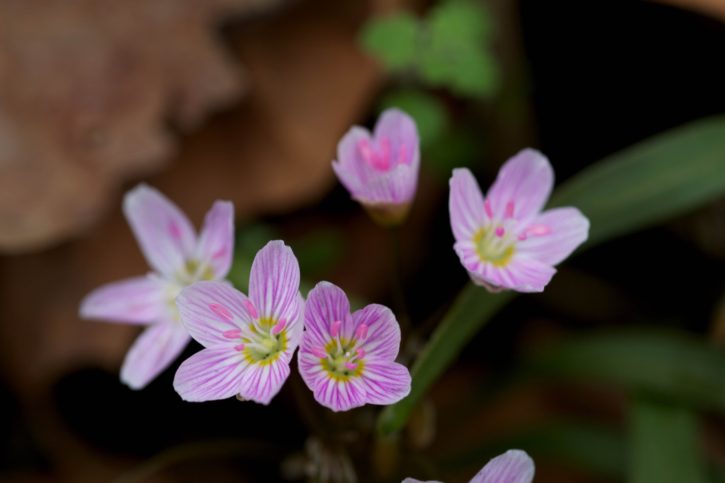 Virginia springbeauty flower (Claytonia virginica) pinkish wildflower