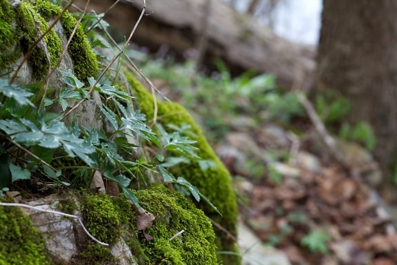 lichen, bois, champignons, arbres, ressort, forêt, nature
