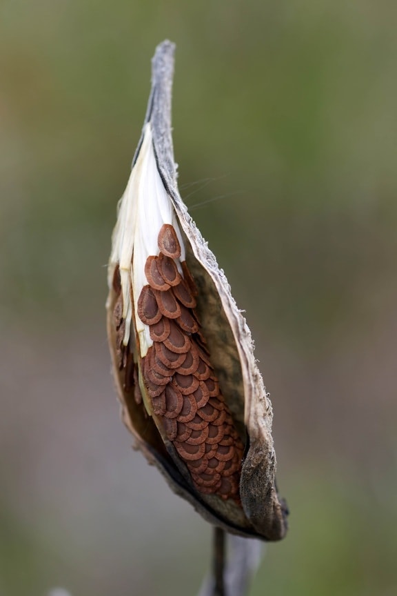 milkweed, pod, avattu alttiina, siemenet