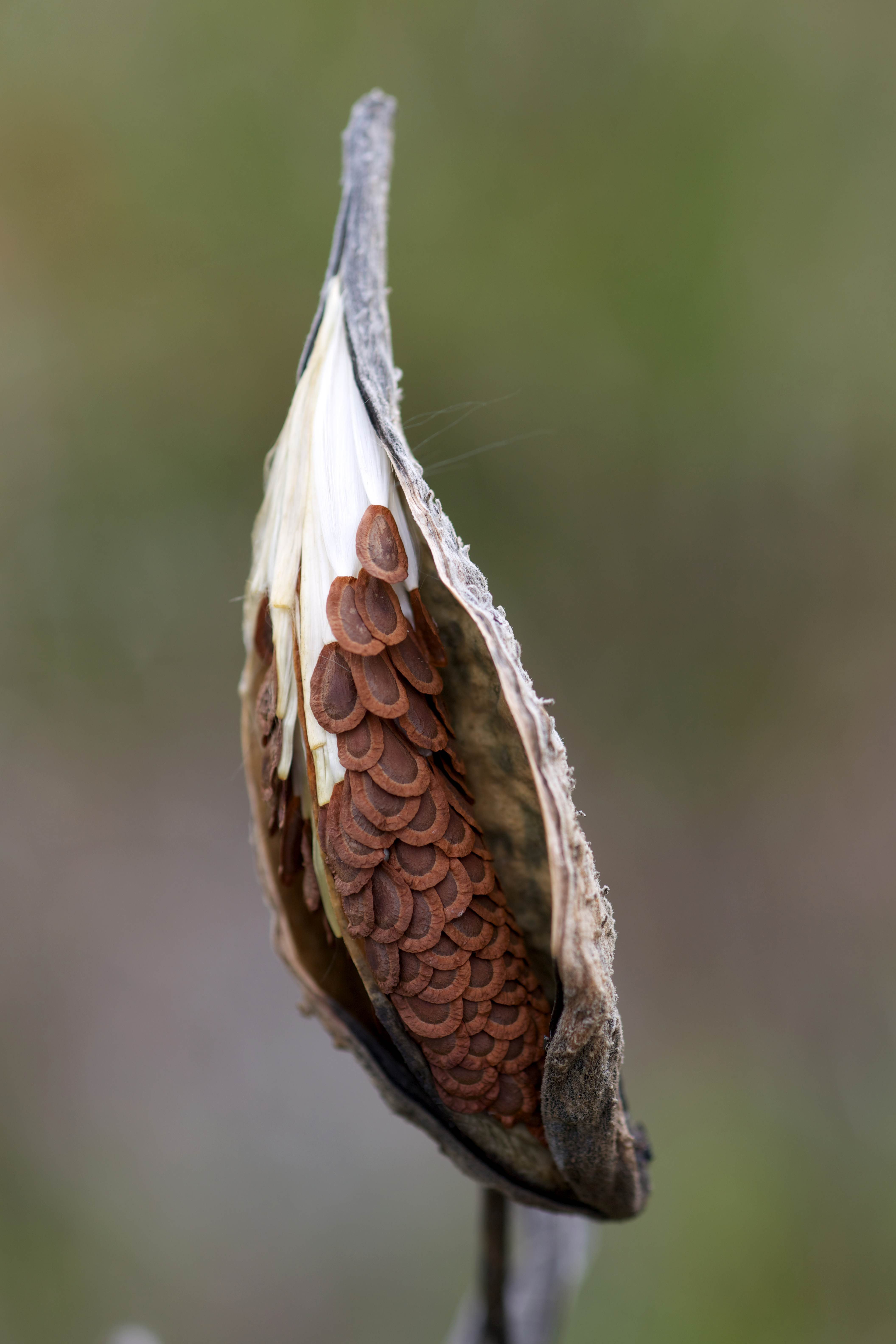 How To Plant Milkweed Seeds From Pods