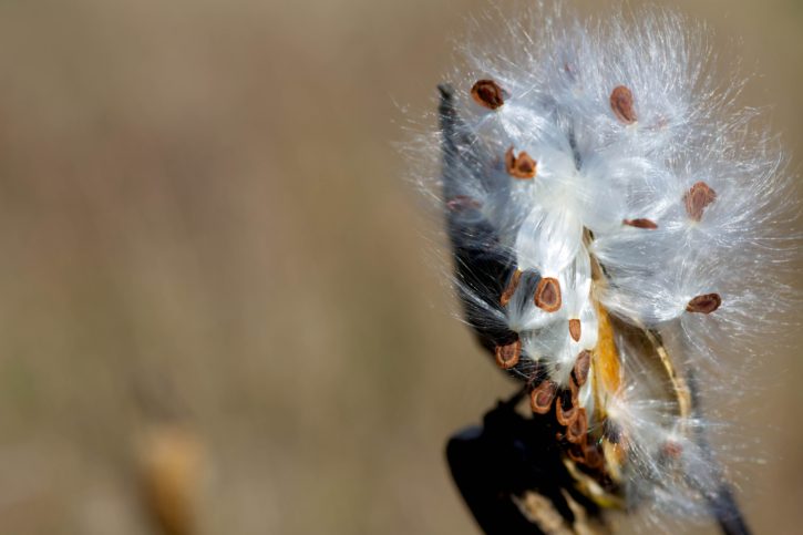 milkweed struky, otvorenie, uvoľnenie, semená