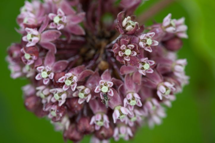ดอกไม้ สีม่วง milkweed บัวโรย ตา