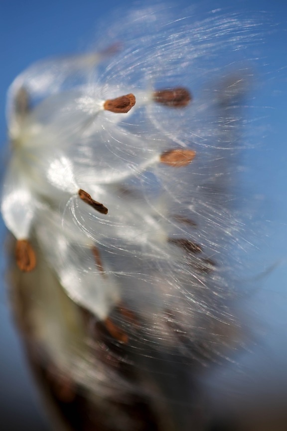 milkweed, seeds, blown, wind