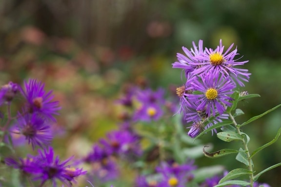 New England, aster, plant, bloom, flowering, flora