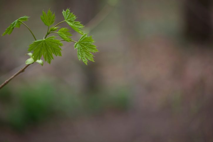 new, leaves, spring, Maple, branch