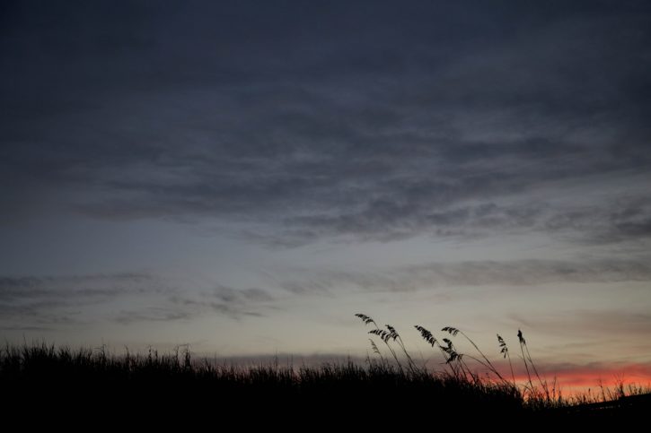 canna, erba, silhouette, tramonto