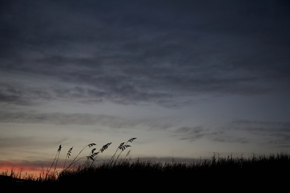 sea, oats, silhouetted, sunset