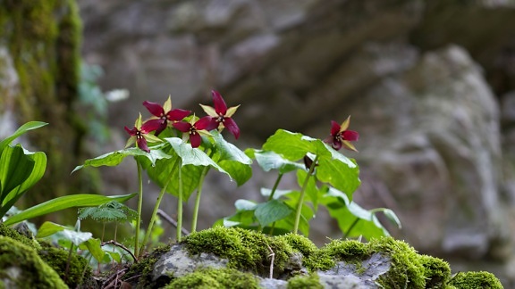 flor de trillium vermelho, roxo, trillium, Beth raiz, flor de Benjamin, planta