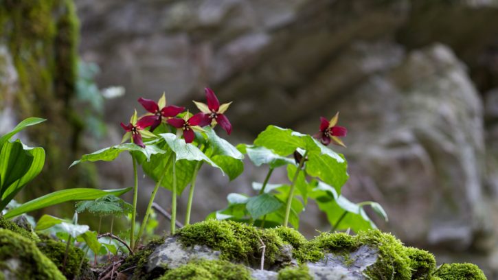 червен trillium цвете, лилаво, trillium, Бет корен, Бенджамин цветя, растения