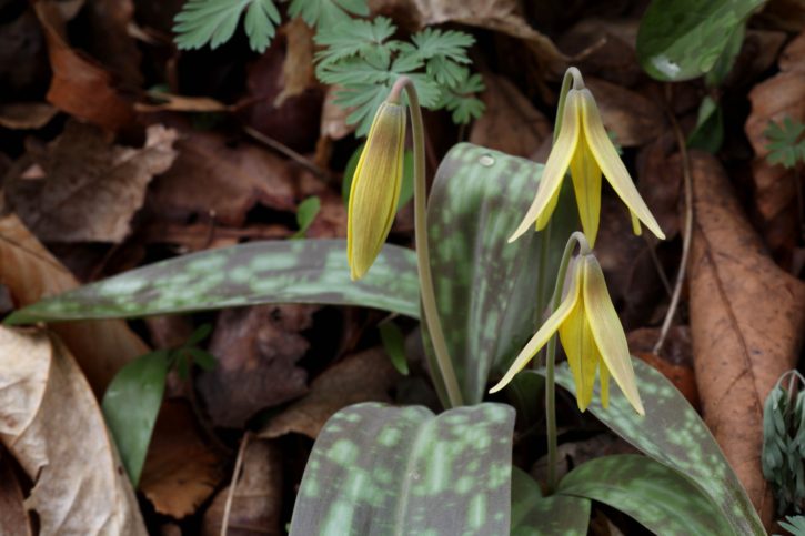 trout, lily, flower, yellow, petals, bloom