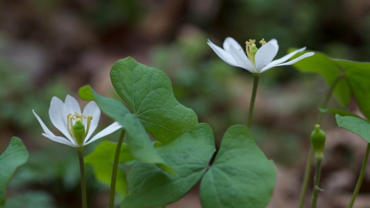 twinleaf, white flower, leafless, stalk, April
