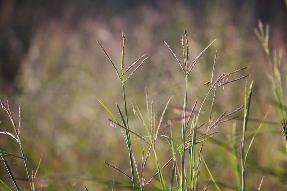 теплый сезон, bunchgrass, семена