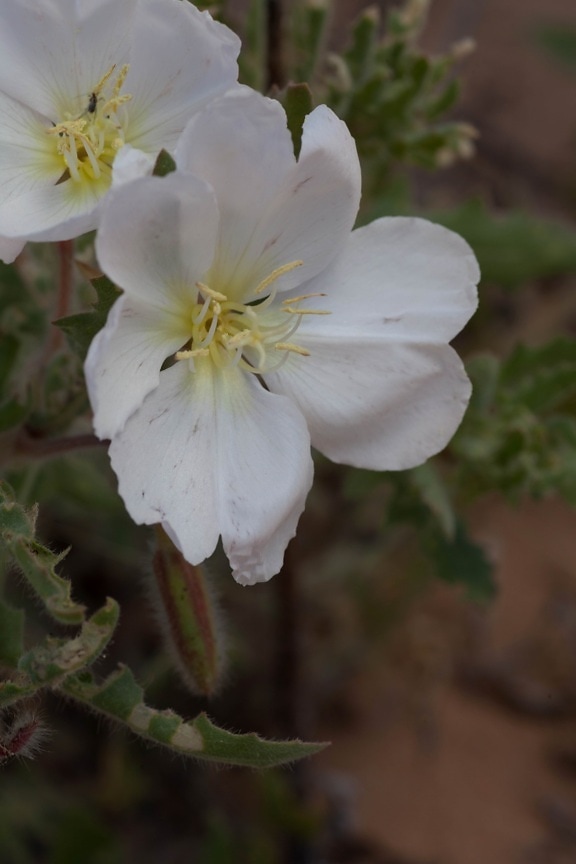 white flower, stem, evening primrose, up-close, flowering