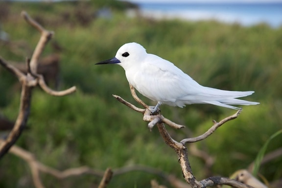 white tern, bird
