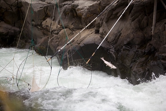 fish, escapes, traditional, dip, nets, stream, river, nature, scenic