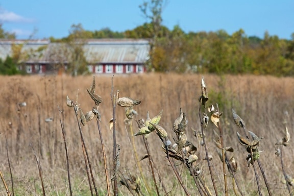 milkweed, ruoho, maatila, navetta