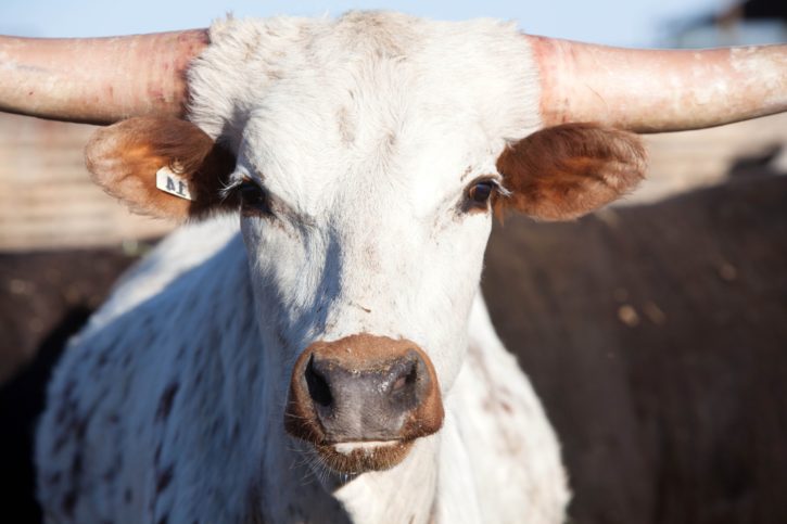 long horn cattle, cow, head, portrait