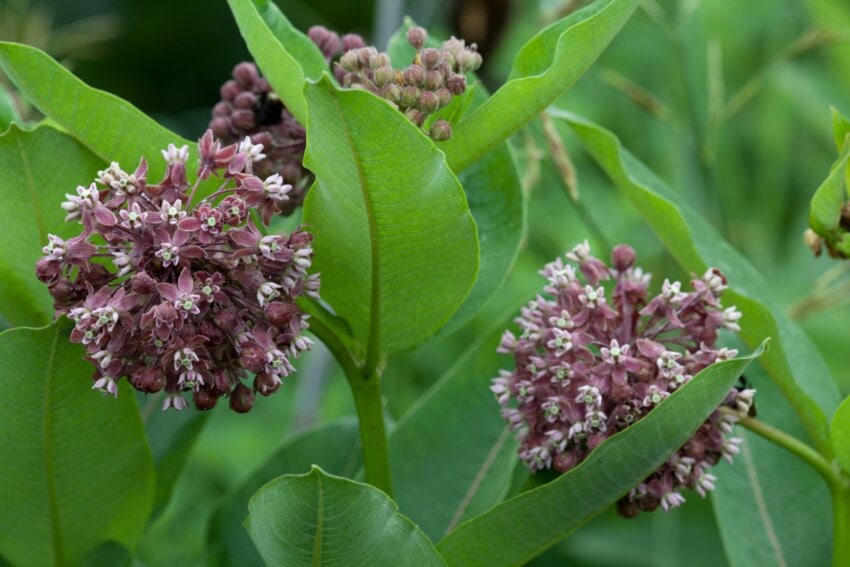 Free picture: milkweed, grass, bloom