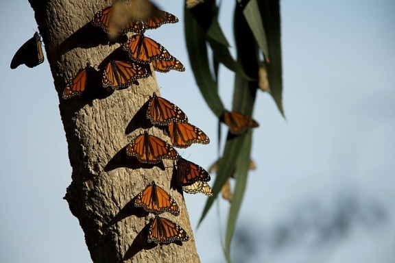 монарх пеперуди, бръмбари, насекоми