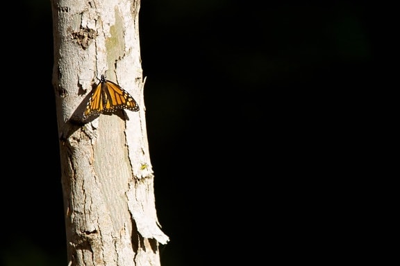 monark sommerfugl, Californien