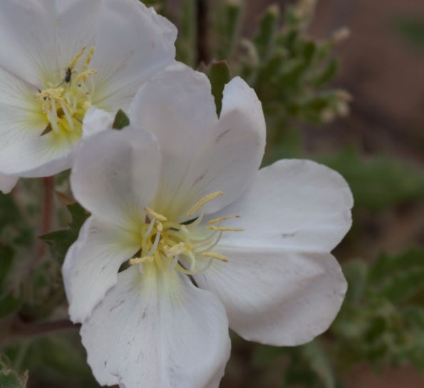 white, stem, evening primrose, flower