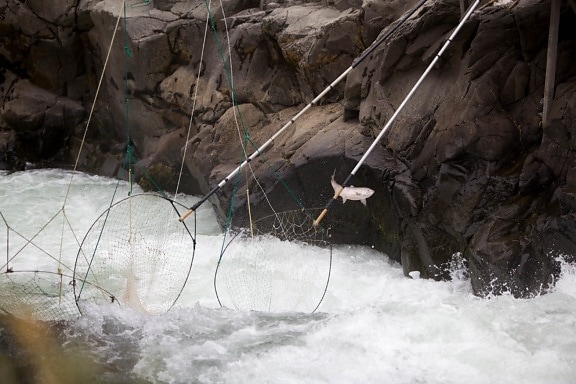 Fisch, springen, entkommt, traditionell, dip, Netze