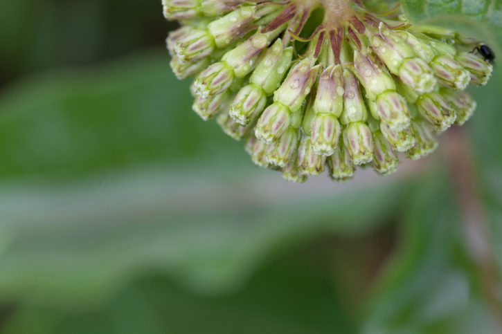 milkweed, plant, flora, nature