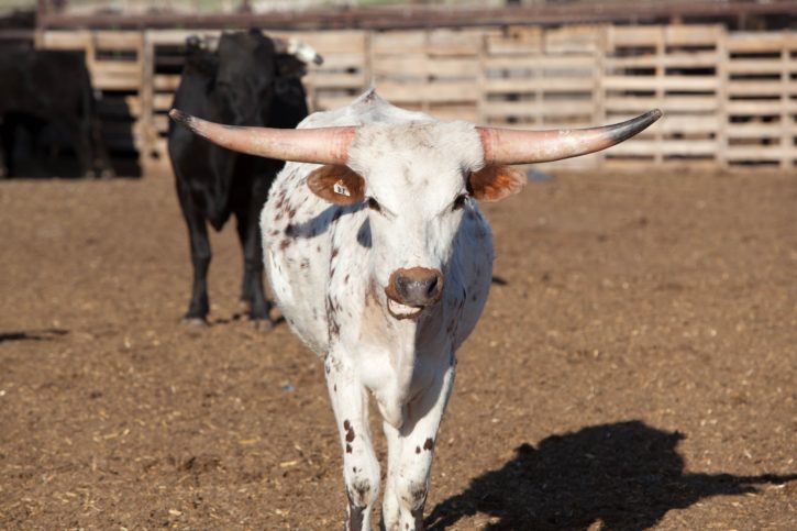 huge horn, cattle, cow