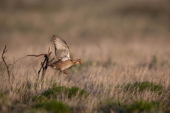 lesser prairie bird, flying, desert