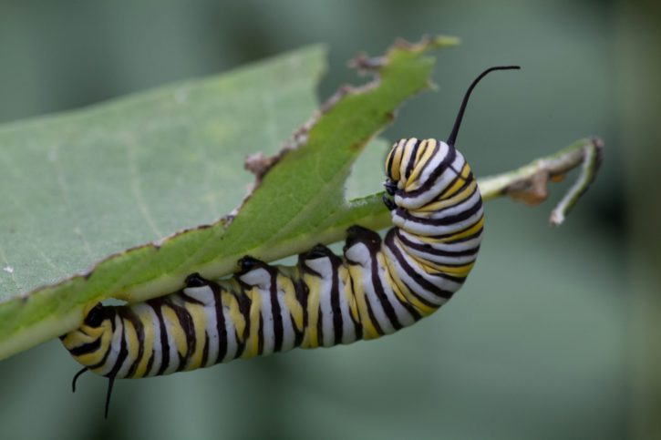 マクロ、昆虫、蝶、幼虫は、葉を食べる