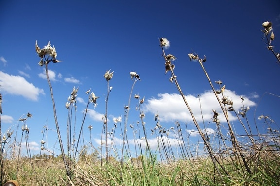 milkweed, standing, blue, sky