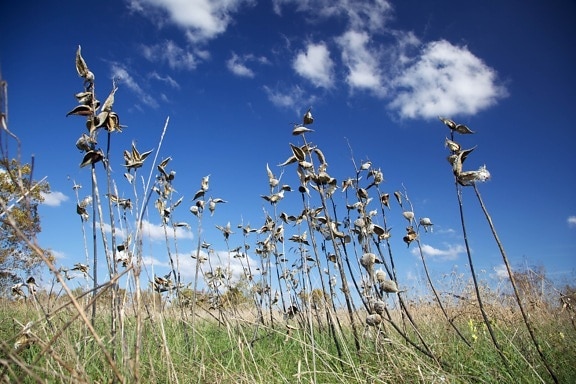 milkweeds, berdiri, sendirian, biru, langit
