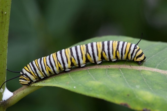 Monarch sommerfugl, larvene, fôring, milkweed