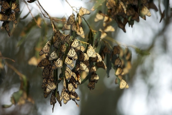 borboleta-monarca, população, hibernação
