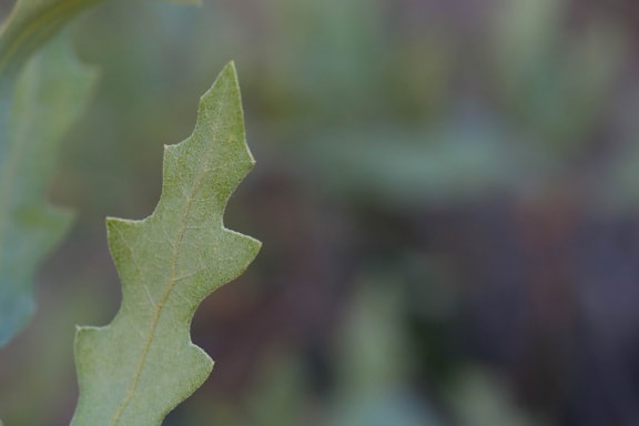oak, leaf