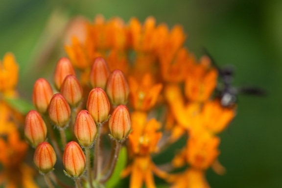 orange, petals, bloom, perennial, plant, buds, insect, plant