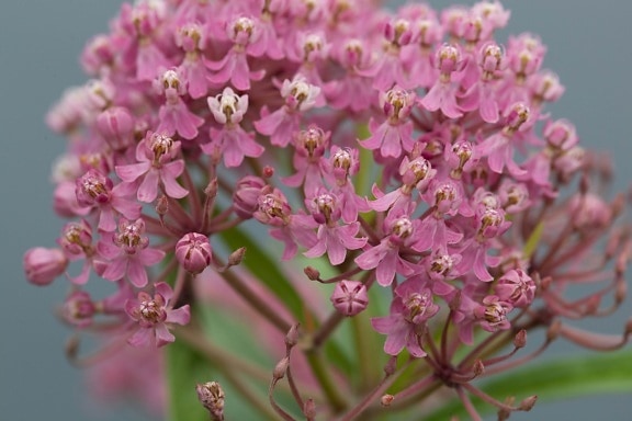 merah muda, mekar, rawa milkweed, tanaman abadi, Herbaceous,