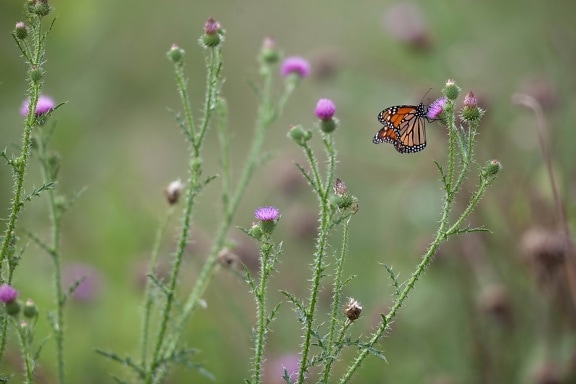 опрашител монарх пеперуда, насекоми, бъг
