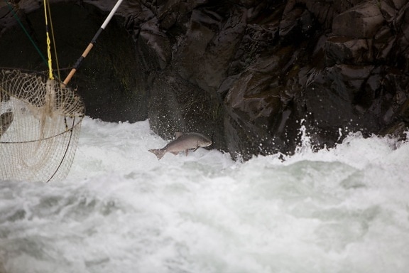 salmon, escapes, traditional, dip, fishing, nets