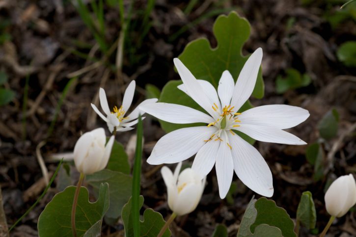 λευκό, bloodroot, λουλούδι