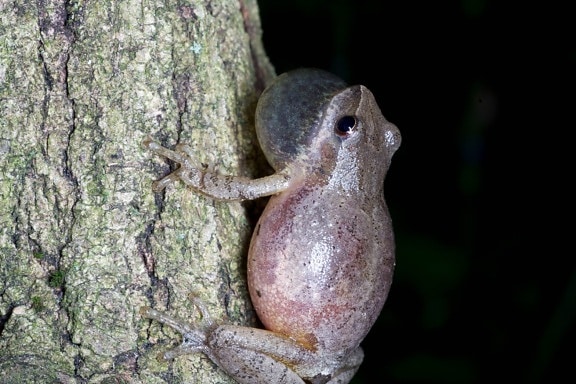 frog, amphibian, spring, peeper, toad, wood, animal